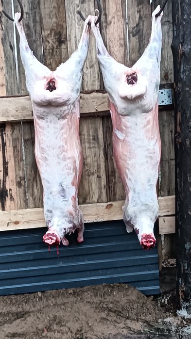 Семіз қойлар сатылады