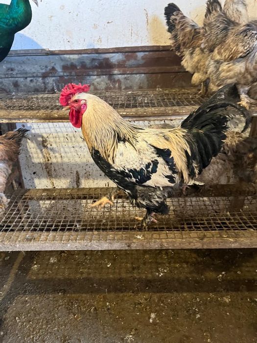 Петухи полубрам