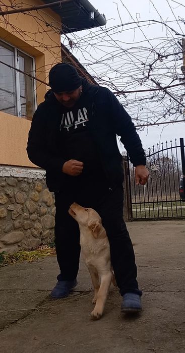 Dresaj canin de calitate si PENSIUNE CANINA