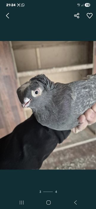 Ореховая  голубка