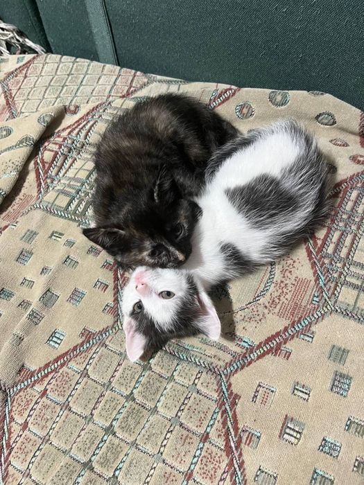 Отдам котят даром