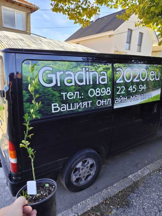 Див лимон - Poncirus trifoliata