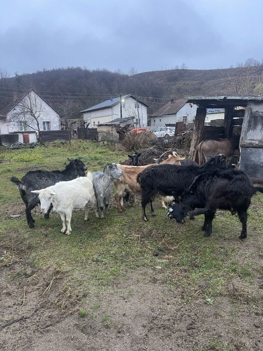 vand 10 capre 400 de lei negociabil