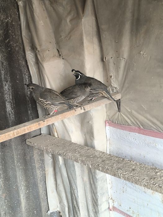 Калифорниский и венгерский перепиолка сатылады или обмен