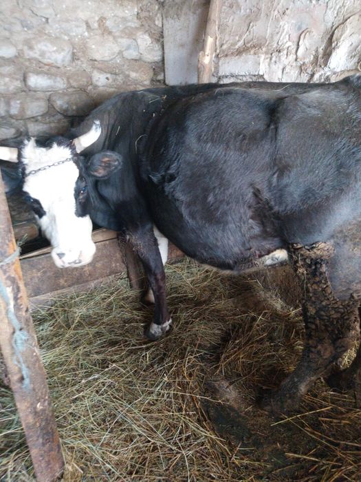 Vând vaca cu vitel  2 luni