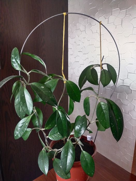 Срочно продаётся Хойя цветущая