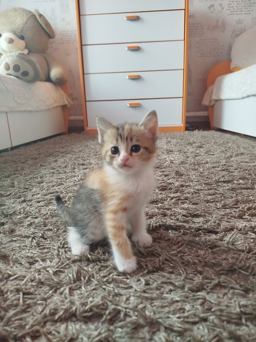 Отдам котят в хорошие руки
