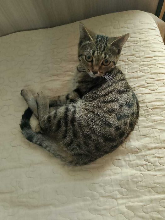 Отдам котенка девочка