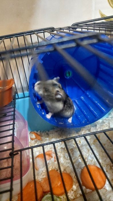 Джунгарские хомячки