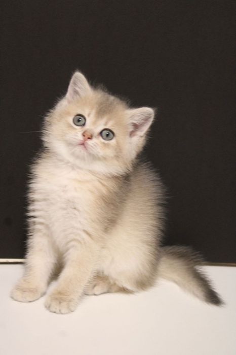 Скоттиш страйт , девочки