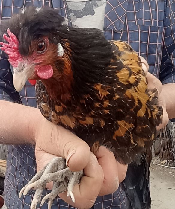 Vând cocoș frizat și zburlit, împreună cu o puicuță cu moț.Am obținut și pui frumoși de la ei, sunt de anul trecut