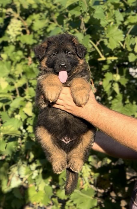 Mascul ciobanesc german cu par lung
