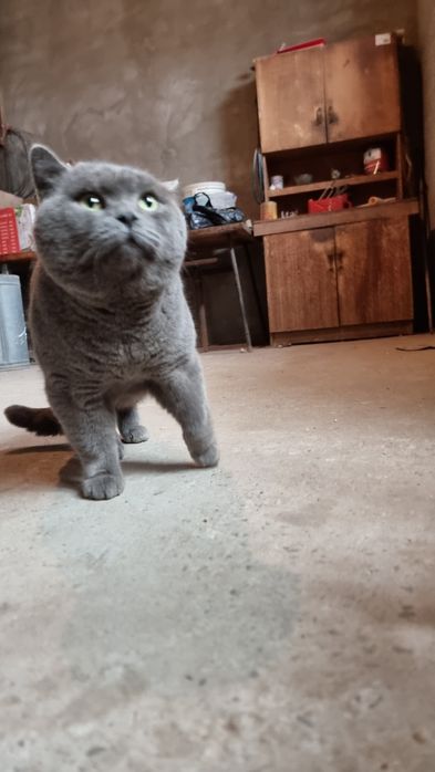 Британский оргинал парода