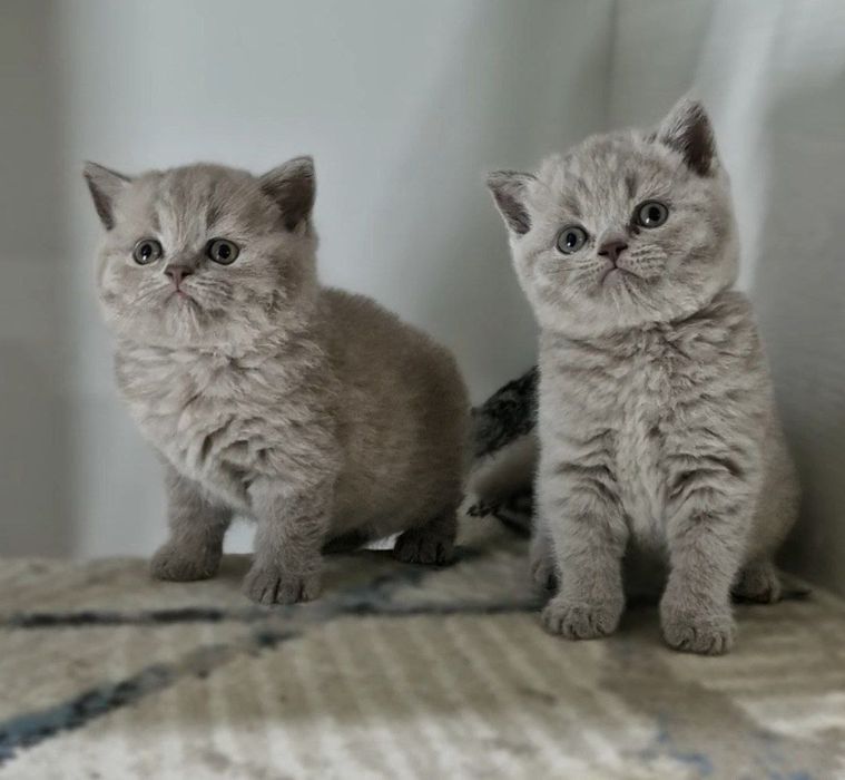 Продаю котенка 2 месяца британский сткотиш страйт