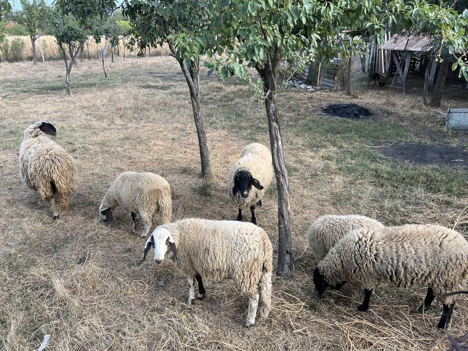 Oi si mielute carabase