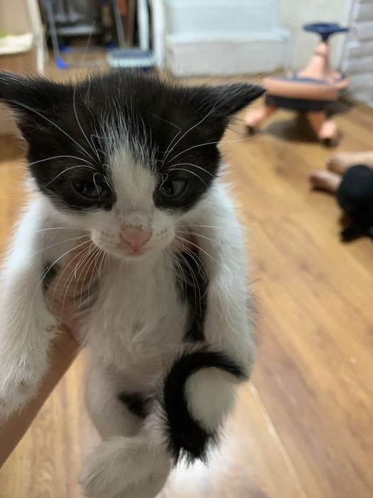 Котята домашние обычной породы
