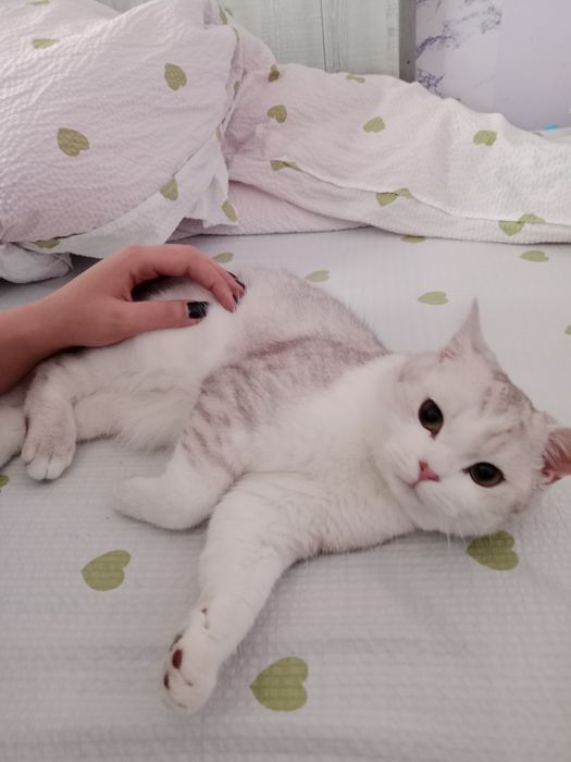 Sotiladi Serebristiy shinshila