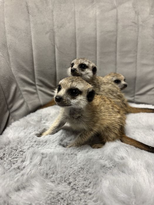 vand pui de suricata