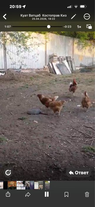 Куры несущки Ломанбраун