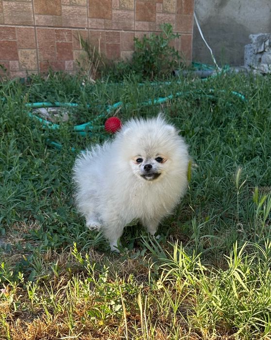 Померан и мини шпиц