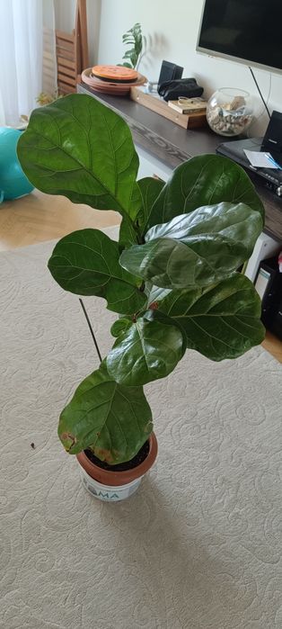 Многогодишен зелен храст. Euonymus japonicus, драцена, лирата,