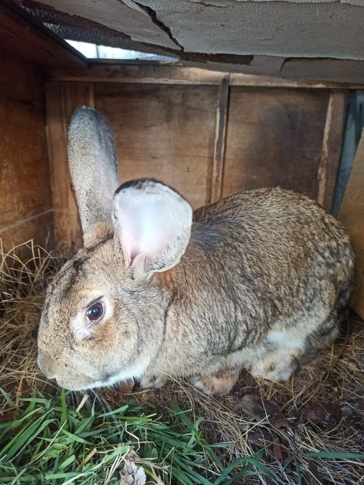 Продам кроликов разной породы.