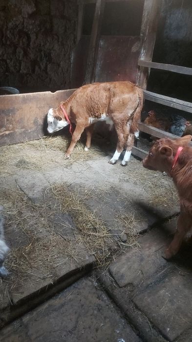 Продам бычков этого года