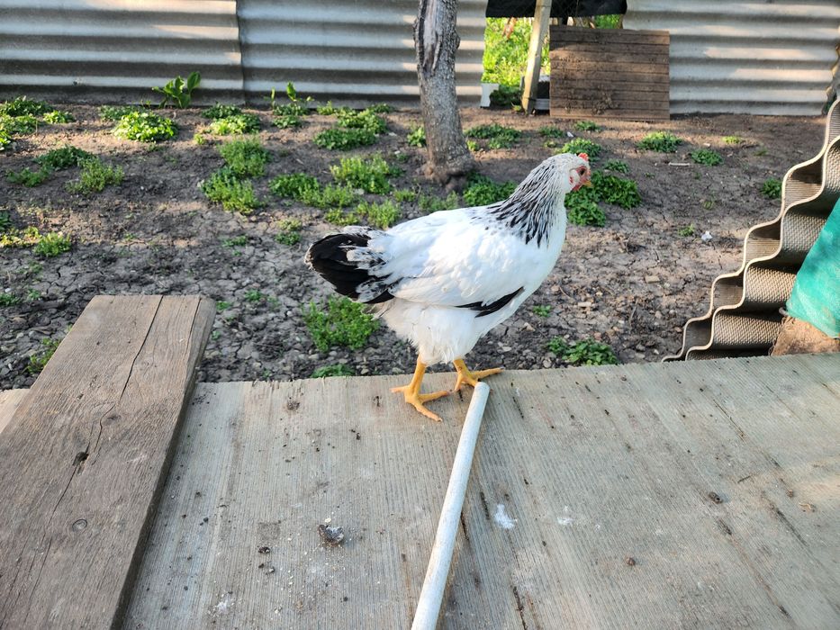 Ouă pentru incubat Australorp albastru și negru, Sussex  si alte rase