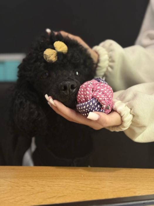 Продается малый пудель