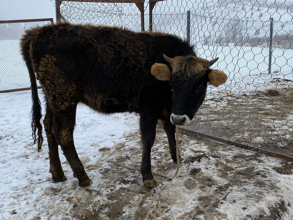 Тёлка алатауская