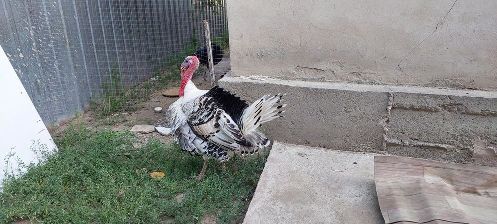Индюк 2 года еркек самец
