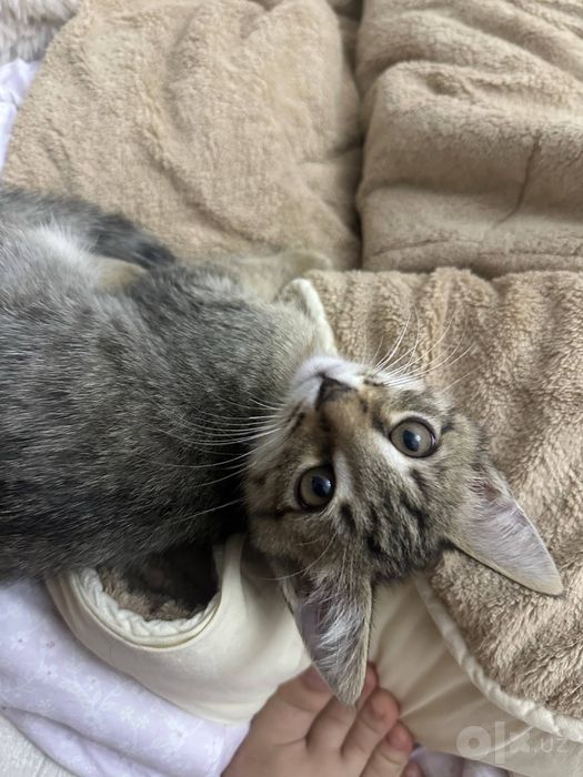 Отдам котенка в добрые руки
