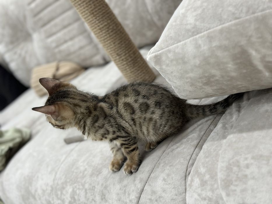 Продам котенка , Бенгала