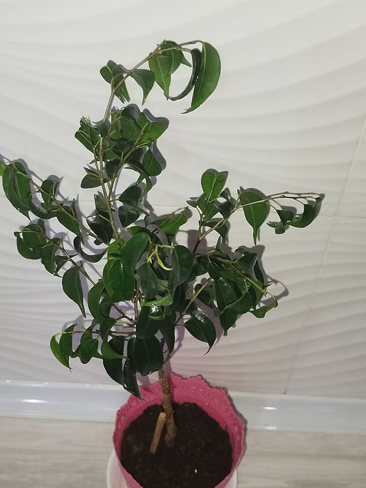 Fikus Benjamin varigatniy