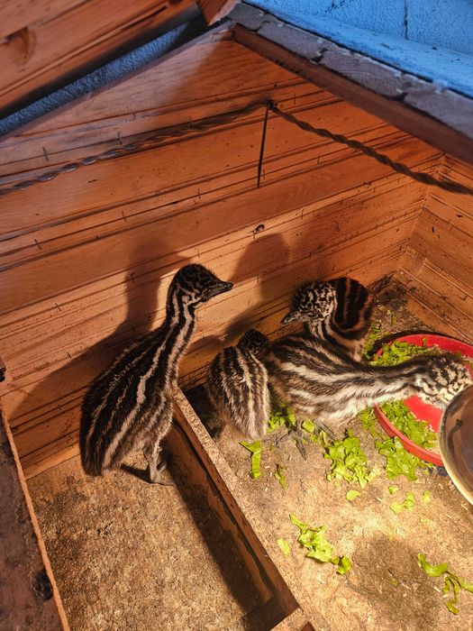 Ему - 4 бебетата и две големи