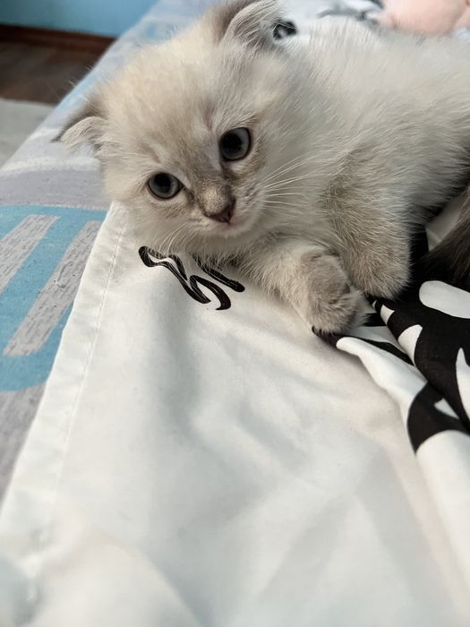 Веслоухие котята