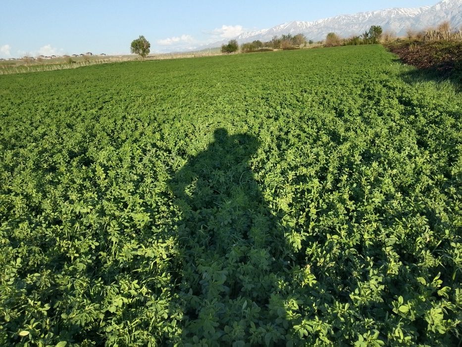 Тюки люцерна Джея (Итяльянский сорт)