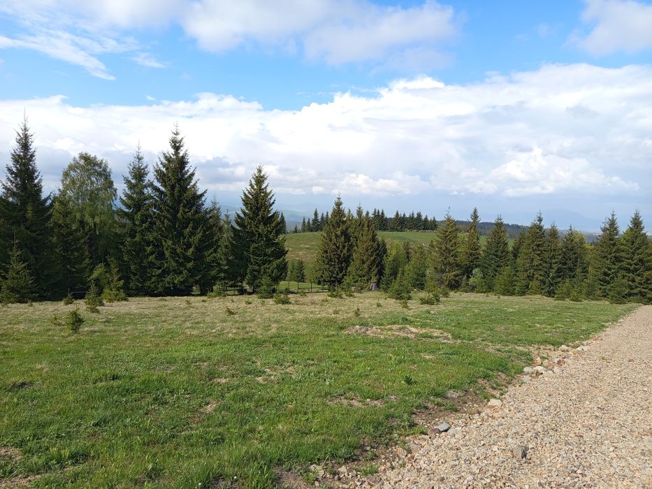 Teren De Vanzare pasul Tihuța/Bistrița Năsăud