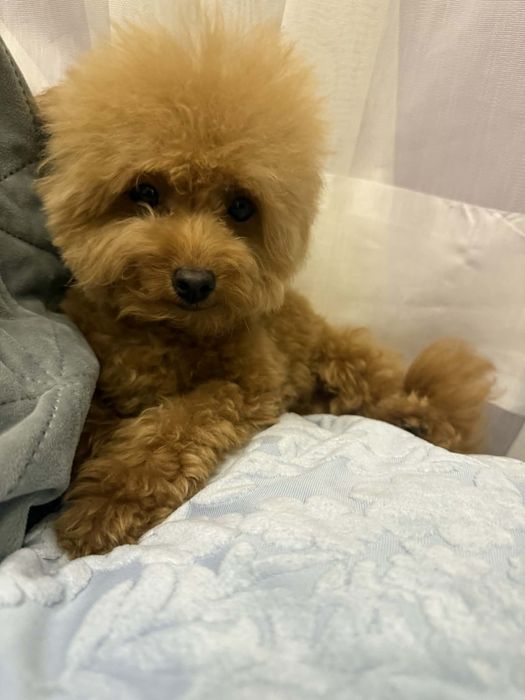 Той Пудел//Пудел Той