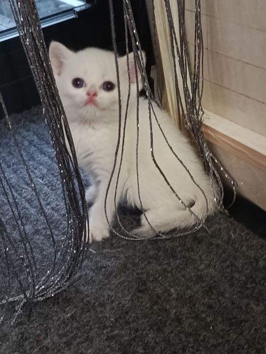 Продаётся котёнок британский