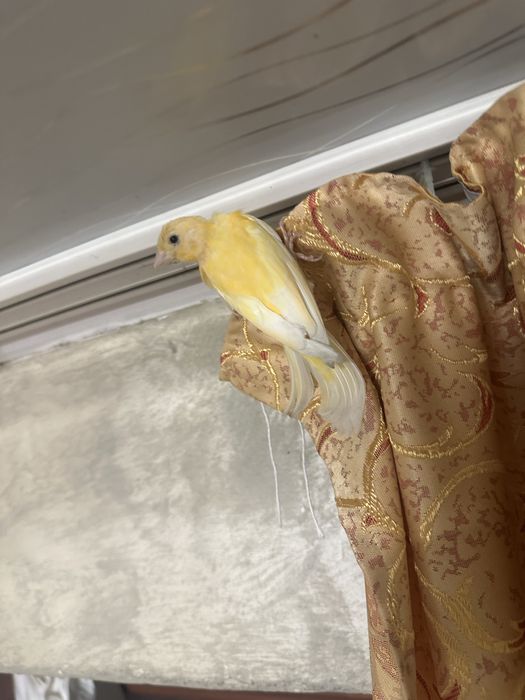 Продам кенора