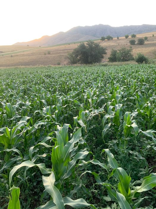 Фазенда в предгориах Казгуртских гор