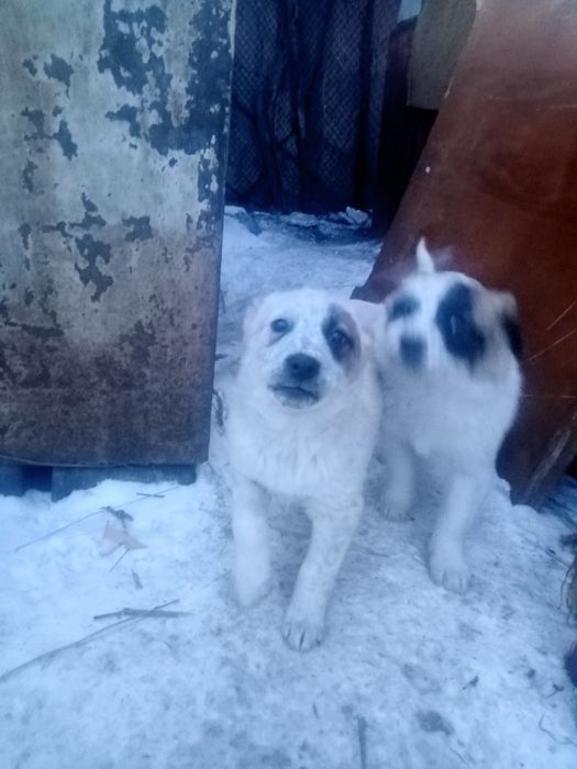 Очаровательные щенята