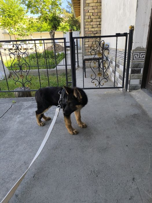 Немецкая овчарка