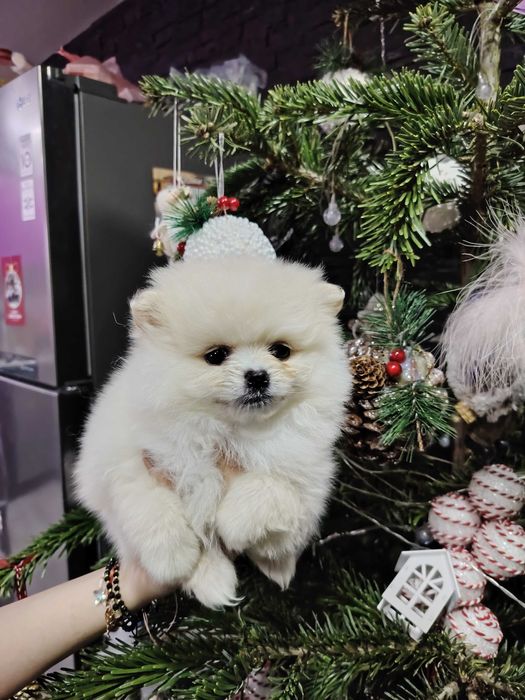 Pomeranian fetita toy