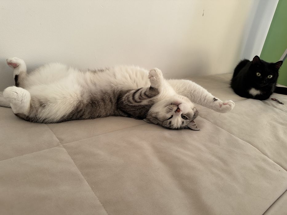 Пристраивается котик Бони