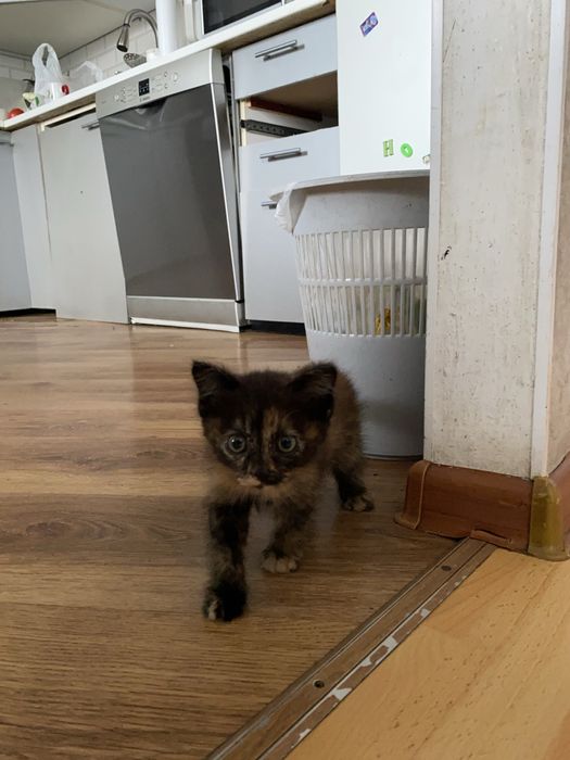 Отдам котенка в добрые руки!