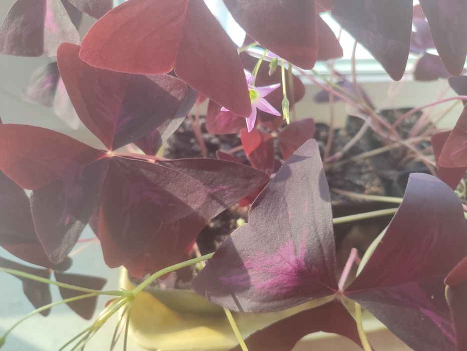 Продам комнатные цветы.