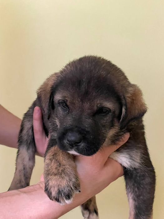 Zotdor cho'pon itlar