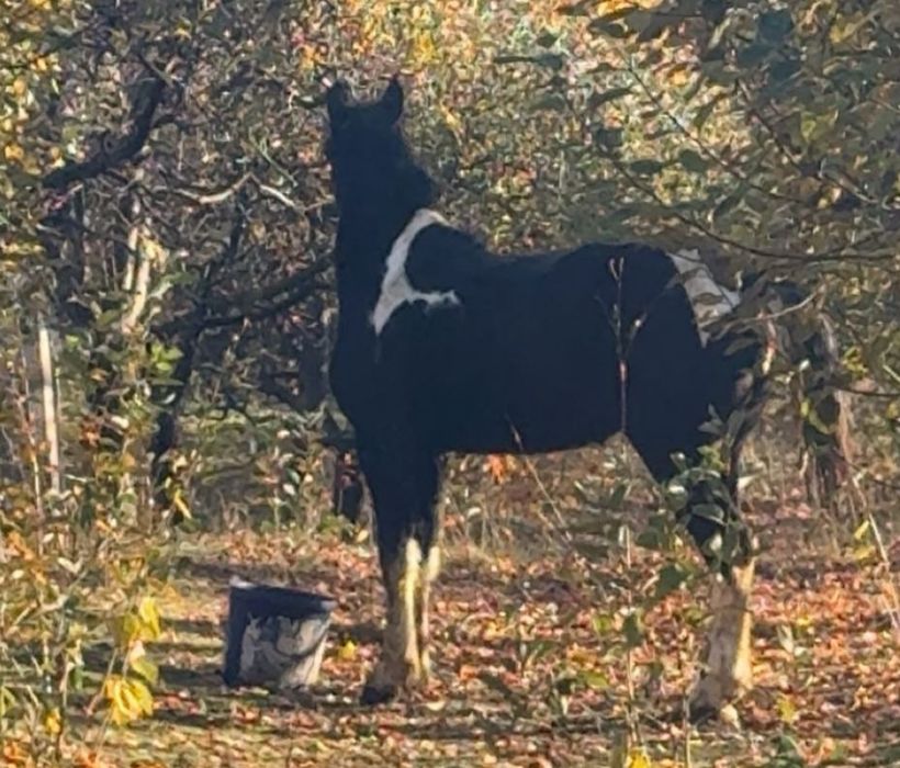 Vand manza pinto pentru detalii sunati